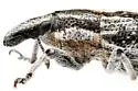 Scaphomorphus quadrilineatus - photo 4