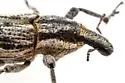 Scaphomorphus quadrilineatus - photo 5