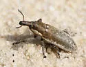 Scaphomorphus subcylindricus