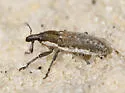 Scaphomorphus subcylindricus - photo 2