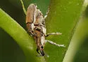 Scaphomorphus texanus - photo 2