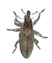 Scaphomorphus texanus - photo 3