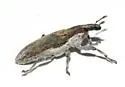 Scaphomorphus texanus - photo 4