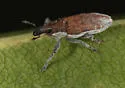 Scaphomorphus texanus - photo 5
