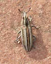 Scaphomorphus trivittatus - photo 3