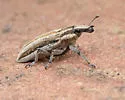 Scaphomorphus trivittatus - photo 4