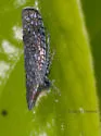 Sharp-nosed Leafhopper