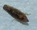 Sharp-nosed Leafhopper - photo 2