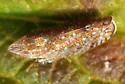 Sharp-nosed Leafhopper - photo 3