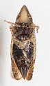 Sharp-nosed Leafhopper - photo 4