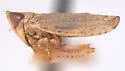 Scaphytopius analis
