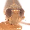 Scaphytopius analis - photo 3