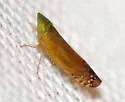 Scaphytopius angustatus
