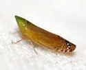 Scaphytopius angustatus - photo 2