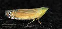 Scaphytopius angustatus - photo 4