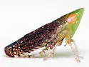 Scaphytopius argutus