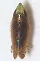 Scaphytopius argutus - photo 2