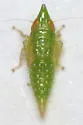 Scaphytopius argutus - photo 4