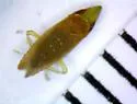Scaphytopius argutus - photo 5