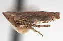Scaphytopius brevis
