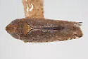 Scaphytopius brevis - photo 2