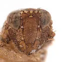 Scaphytopius brevis - photo 3