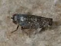 Scaphytopius calliandrus