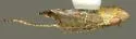 Scaphytopius cinereus