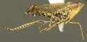 Scaphytopius cinereus - photo 2