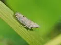 Scaphytopius cinereus - photo 3