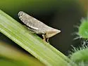 Scaphytopius cinereus - photo 4