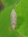 Scaphytopius cinereus - photo 5