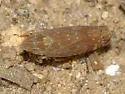 Scaphytopius cinnamoneus