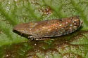 Scaphytopius cinnamoneus - photo 2