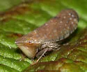 Scaphytopius cinnamoneus - photo 3