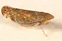 Scaphytopius cinnamoneus - photo 4