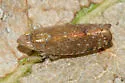 Scaphytopius cinnamoneus - photo 5