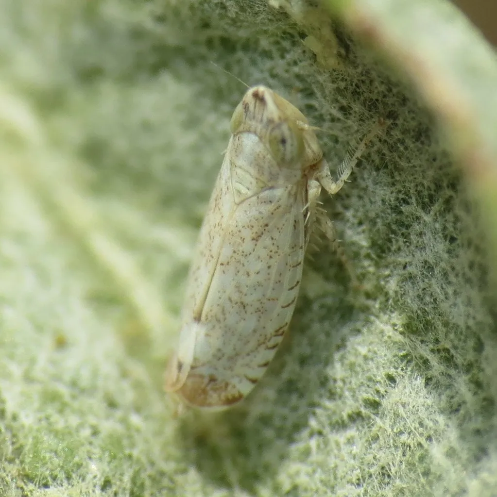 Scaphytopius desertanus - photo 2
