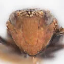 Scaphytopius diabolus - photo 3