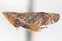 Scaphytopius diabolus - photo 4