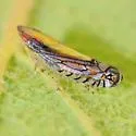 Scaphytopius elegans - Scaphytopius elegans