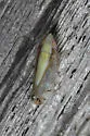 Scaphytopius elegans - photo 2