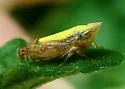 Scaphytopius elegans - photo 3