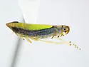 Scaphytopius elegans - photo 4
