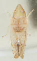 Scaphytopius elegans - photo 5