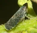 Yellowfaced Leafhopper - Scaphytopius frontalis