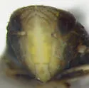 Yellowfaced Leafhopper - photo 3