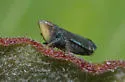 Yellowfaced Leafhopper - photo 4