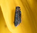 Yellowfaced Leafhopper - photo 5