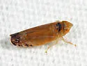 Scaphytopius fulvus
